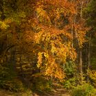 Herbstlicher Wienerwald 2