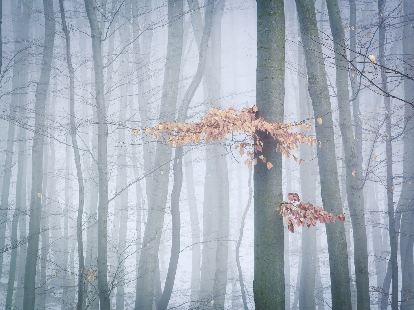 Herbstlicher Wienerwald