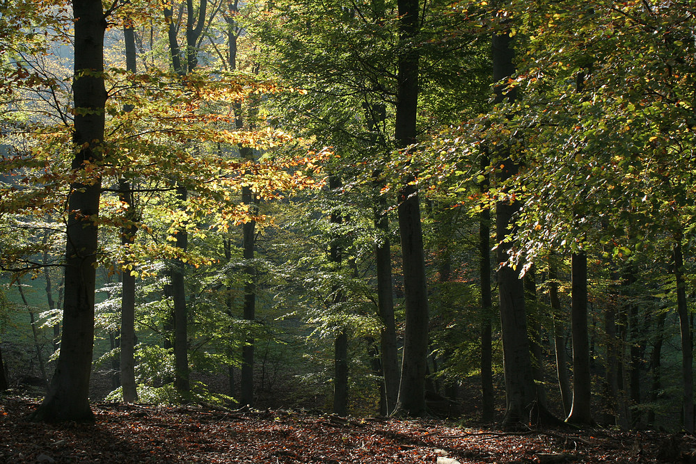 Herbstlicher Wienerwald