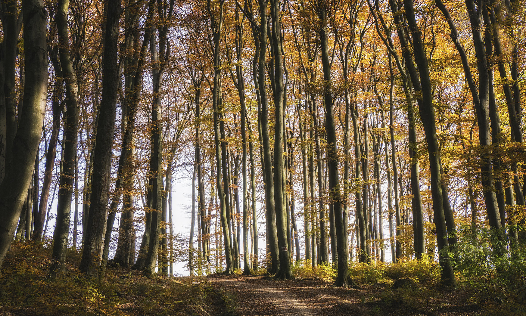 Herbstlicher Wienerwald