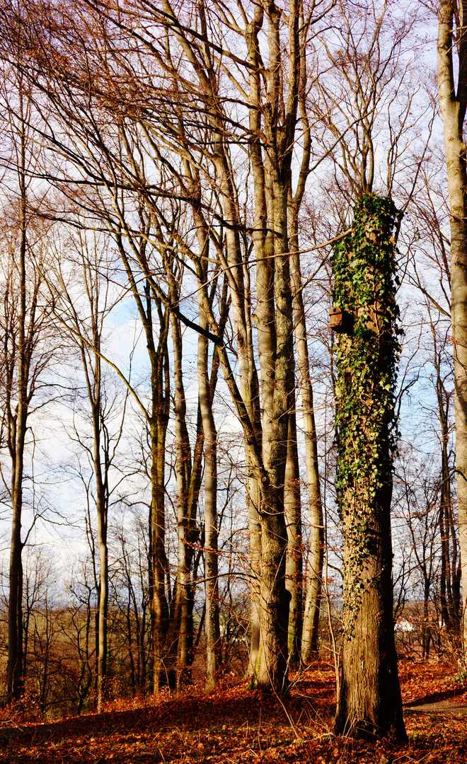 Herbstlicher Winter