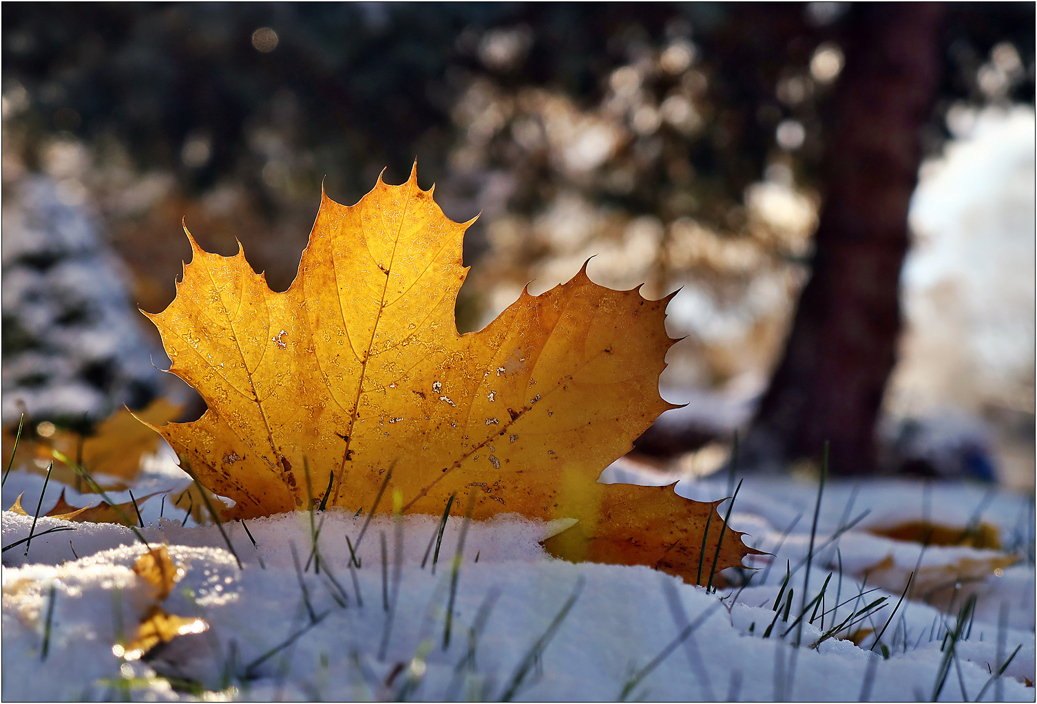 Herbstlicher Winter...