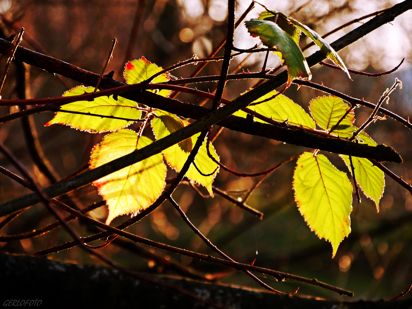 Herbstlicher Winter