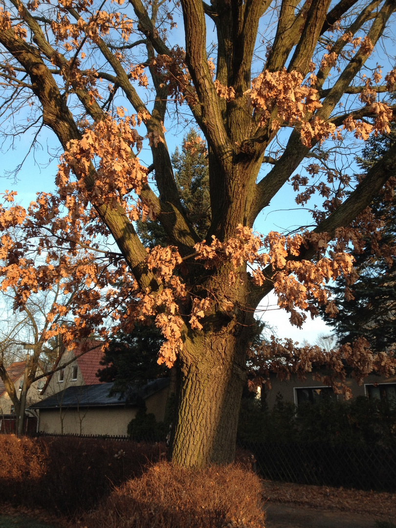 Herbstlicher Winter