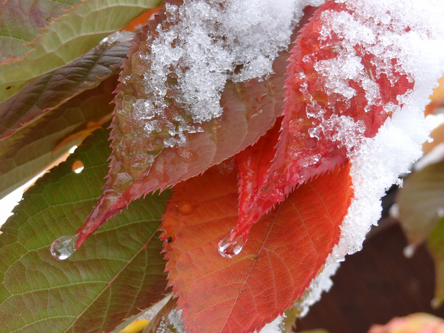 Herbstlicher Winteranfang