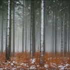 Herbstlicher Winterwald