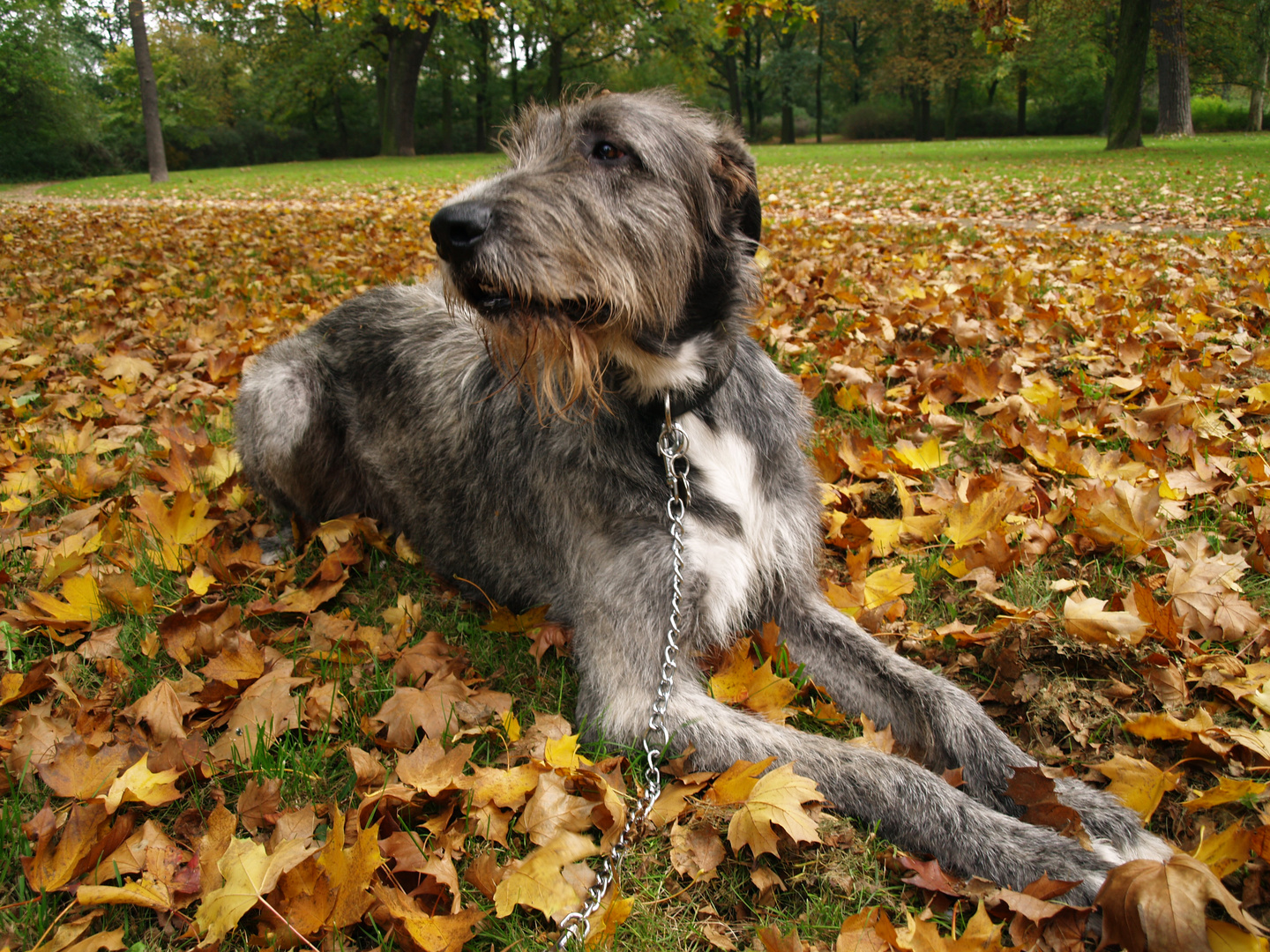 herbstlicher Wolfhound