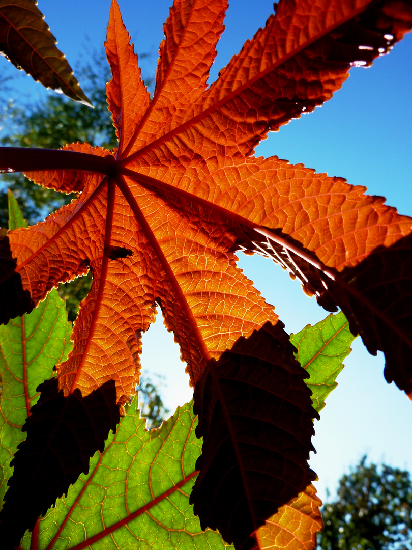 Herbstlicher Wunderbaum