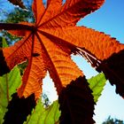 Herbstlicher Wunderbaum