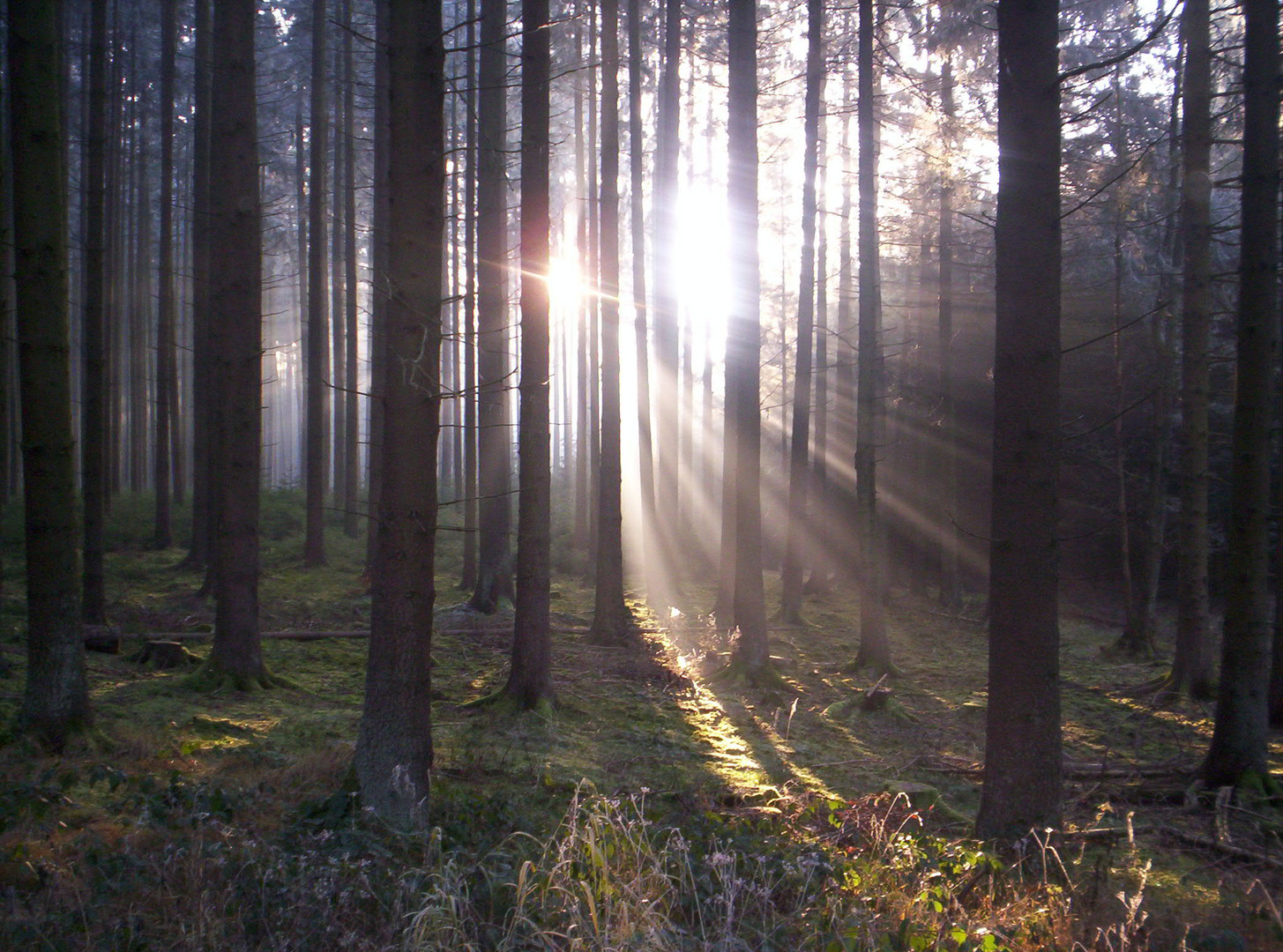 Herbstlicher Zauberwald