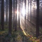 Herbstlicher Zauberwald