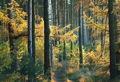 Herbstlicher Zauberwald