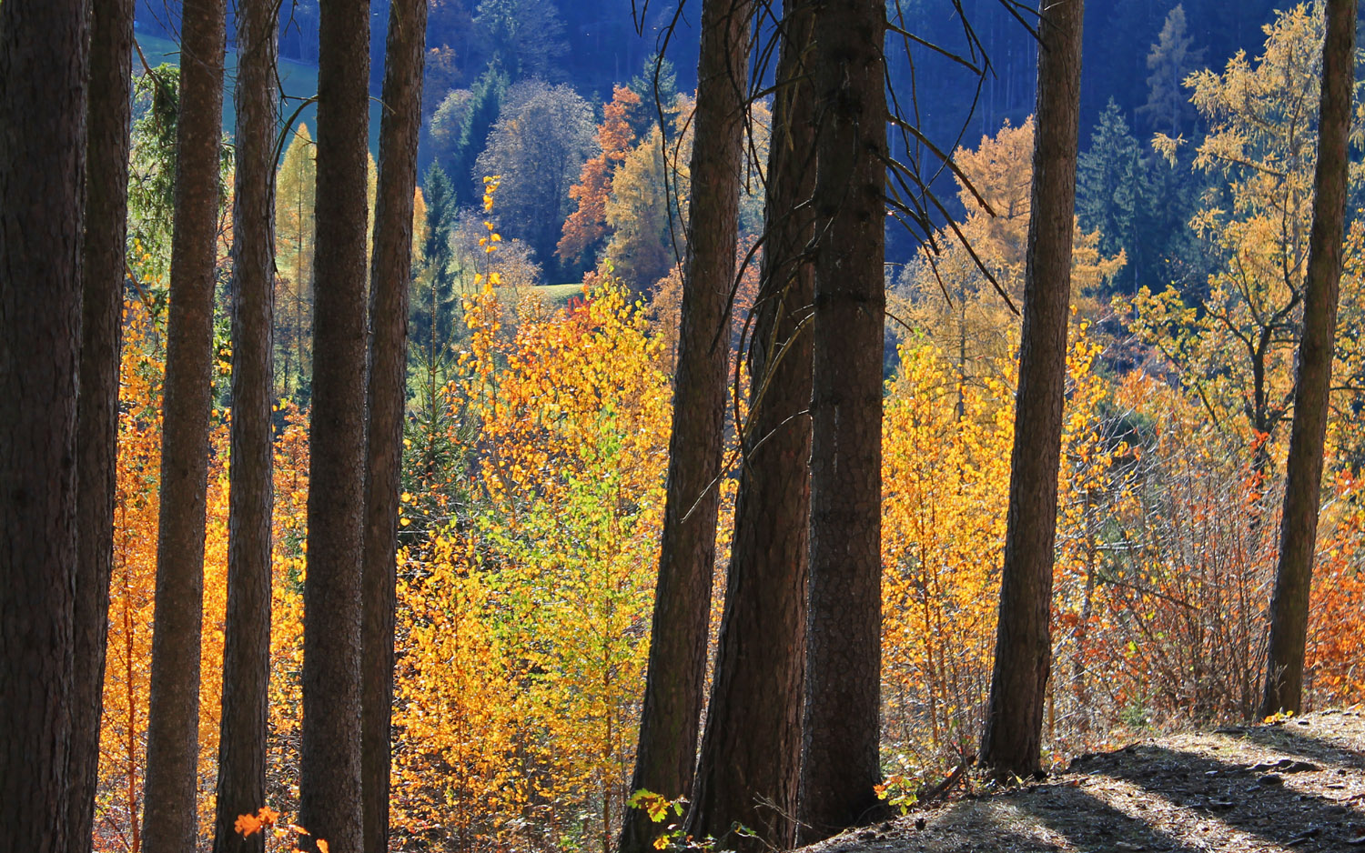 ** Herbstlicher Zauberwald **