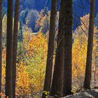 ** Herbstlicher Zauberwald **