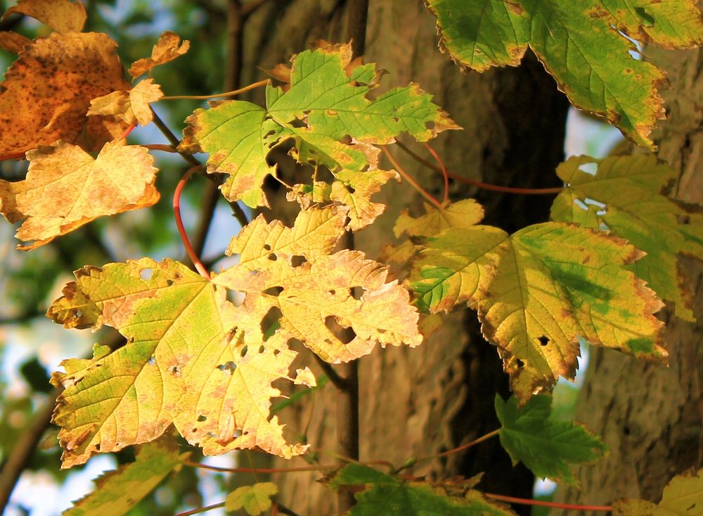 herbstlicher Zerfall....