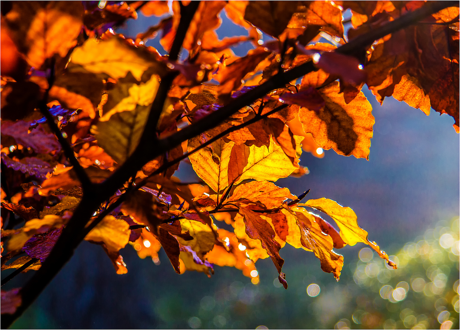 Herbstlicher Zweig