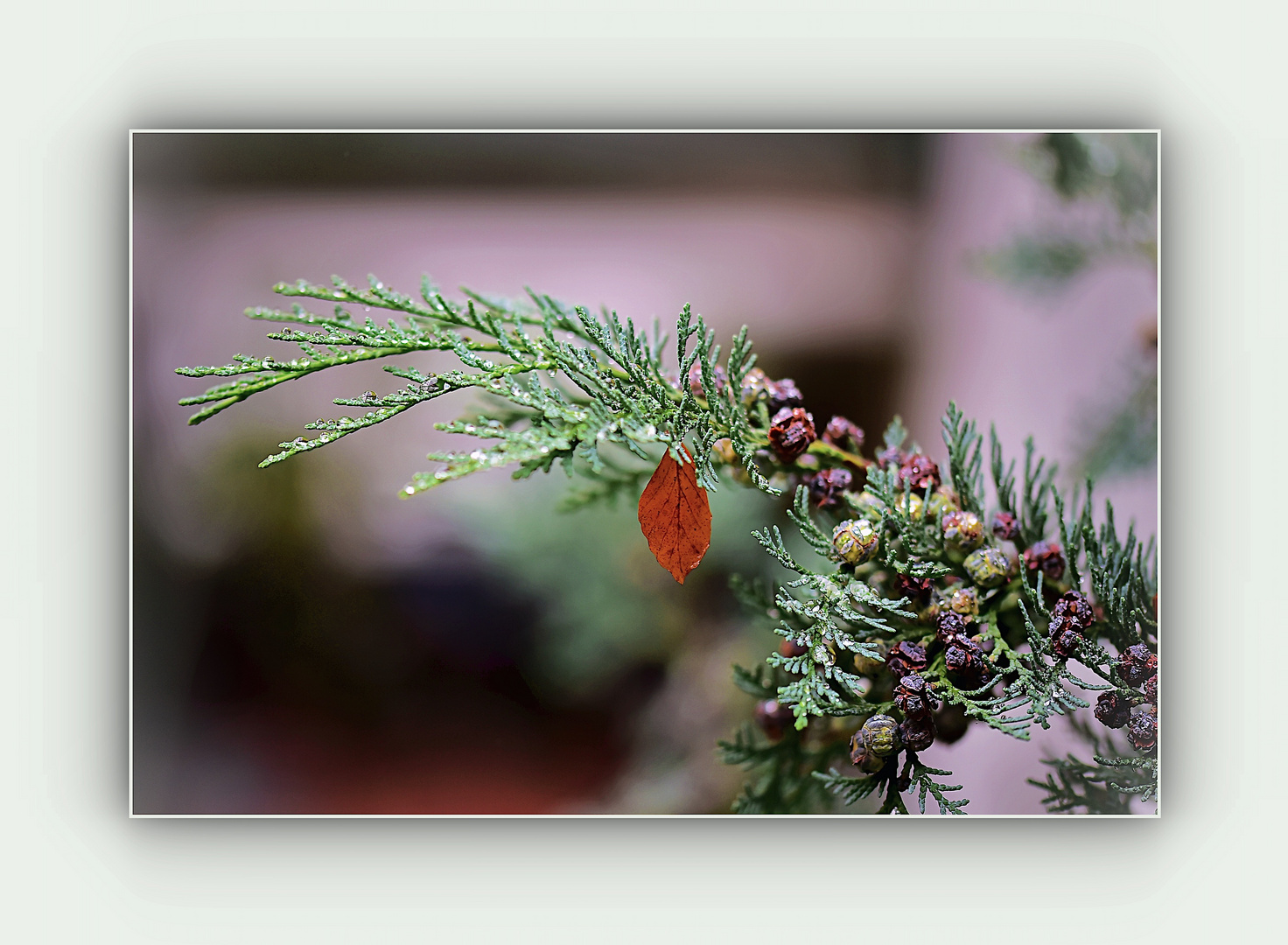 herbstlicher Zweig