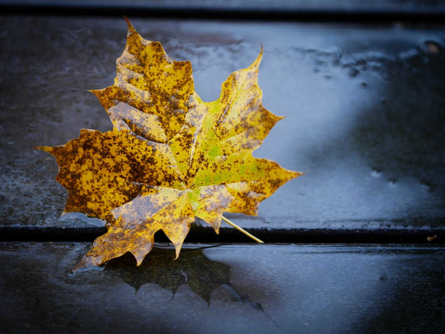 Herbstlicher_Morgengruß