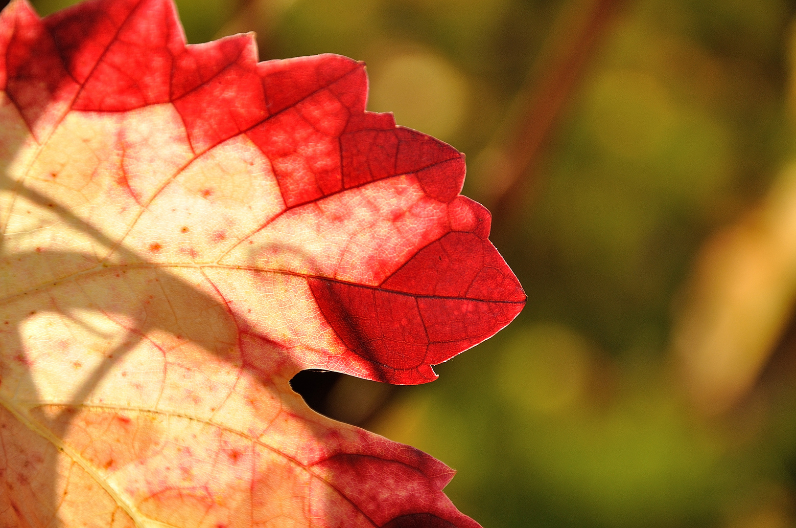 Herbstliches