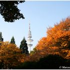 Herbstliches...