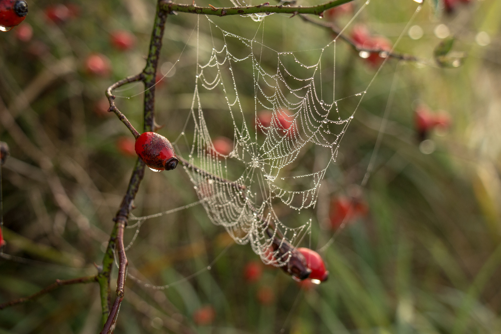 Herbstliches 