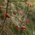 Herbstliches 