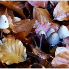 Herbstliches  113