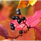 Herbstliches  118