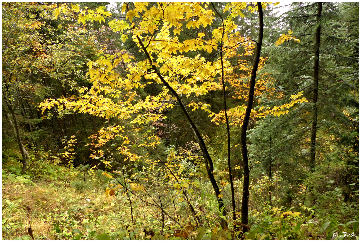 Herbstliches 130.