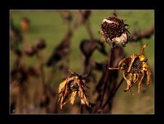 herbstliches -16-