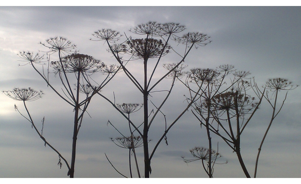 Herbstliches...