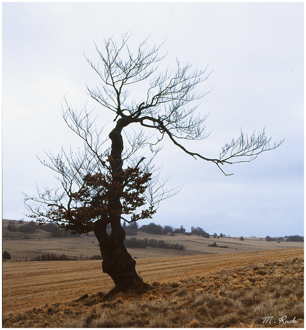 Herbstliches  185