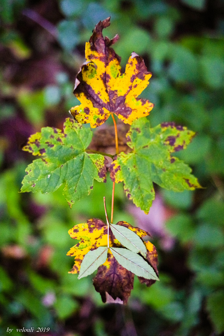 herbstliches 2