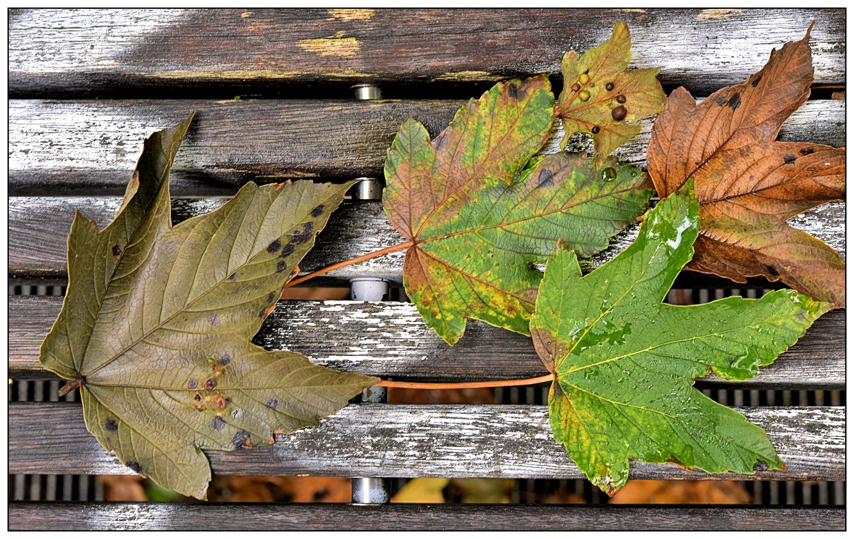 Herbstliches