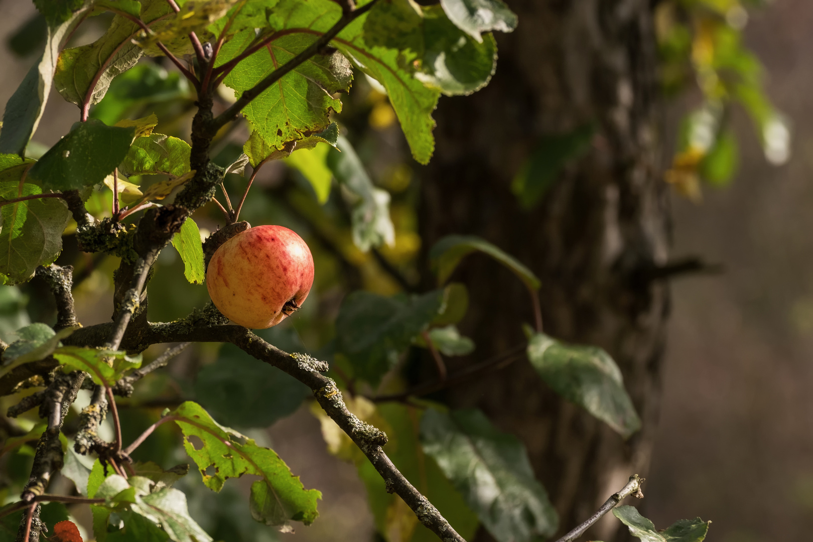 herbstliches