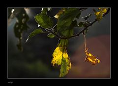 herbstliches (3)