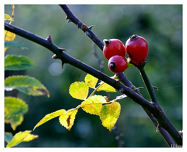 Herbstliches 3.......