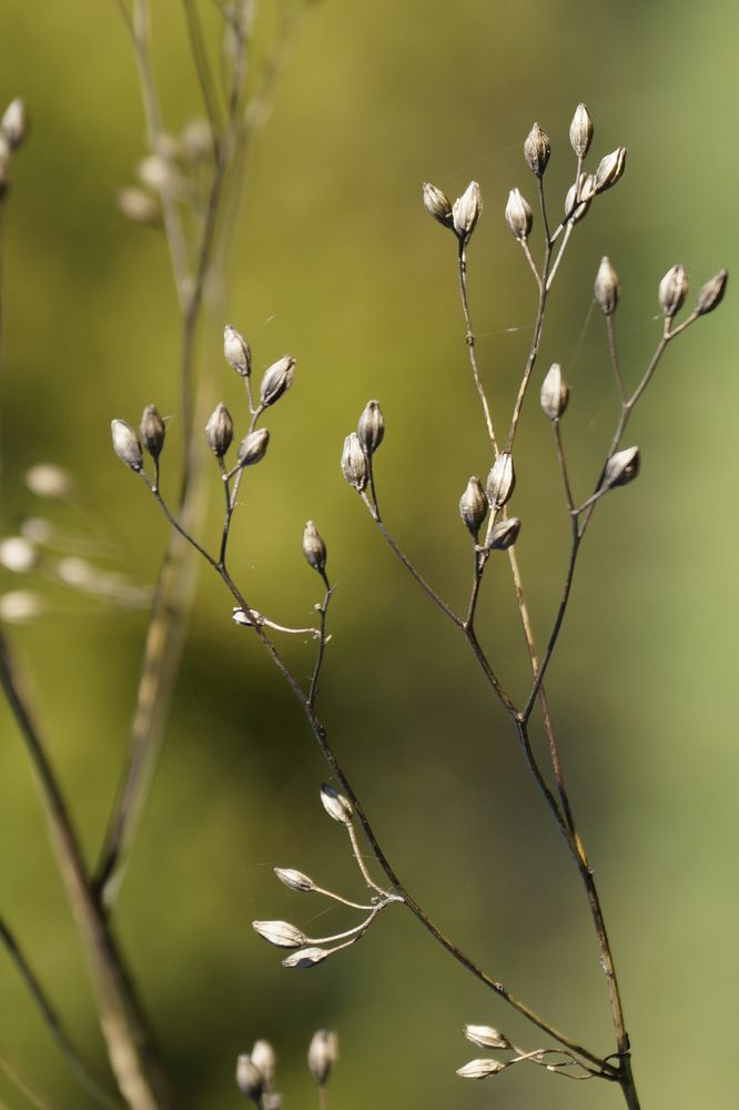 Herbstliches