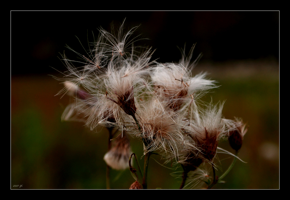 herbstliches (4)