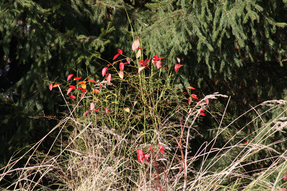 Herbstliches