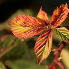 Herbstliches