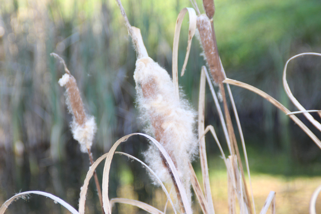 Herbstliches 