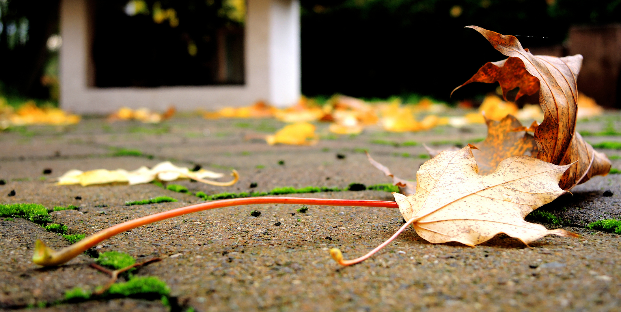 herbstliches