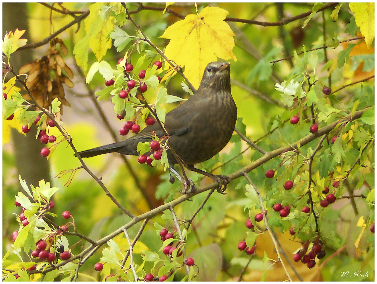 Herbstliches  59