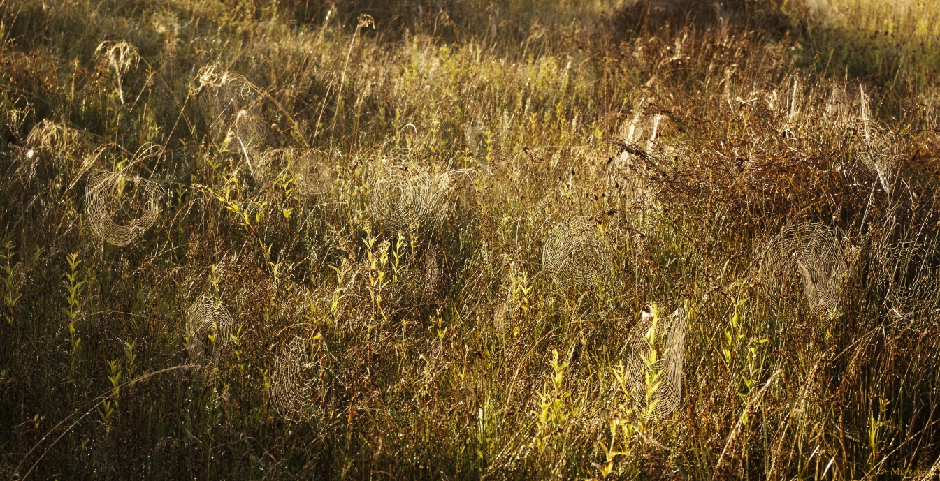 Herbstliches