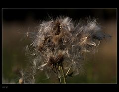 herbstliches