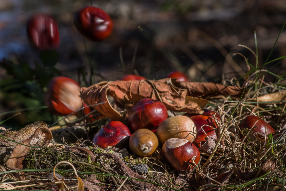 Herbstliches