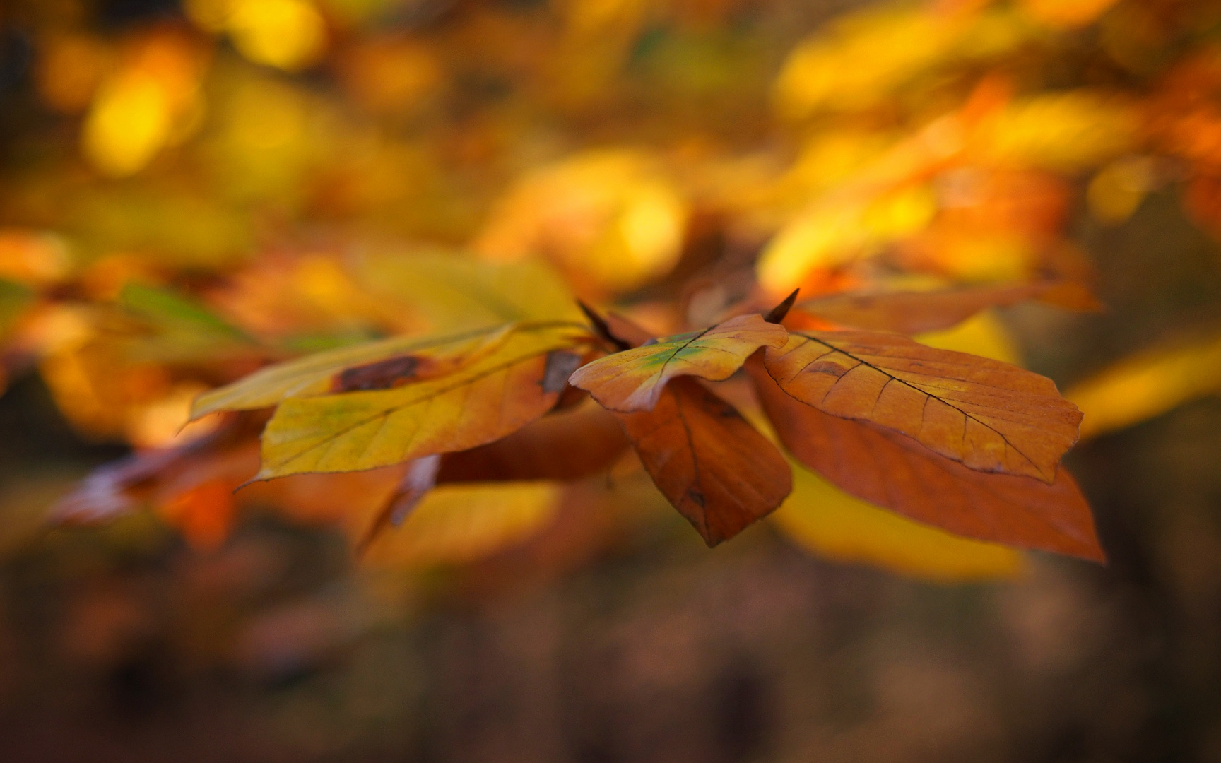 Herbstliches 