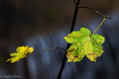 Herbstliches ...