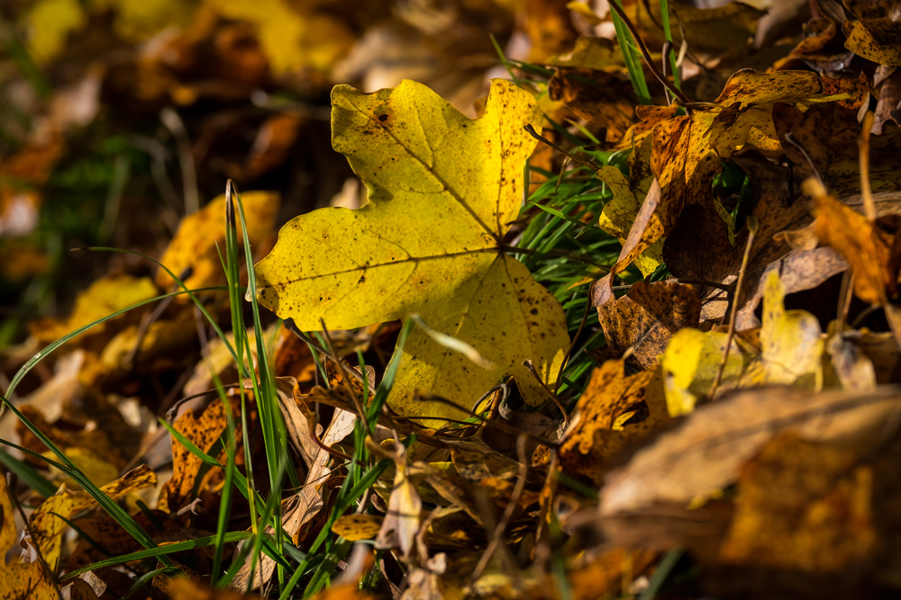 herbstliches